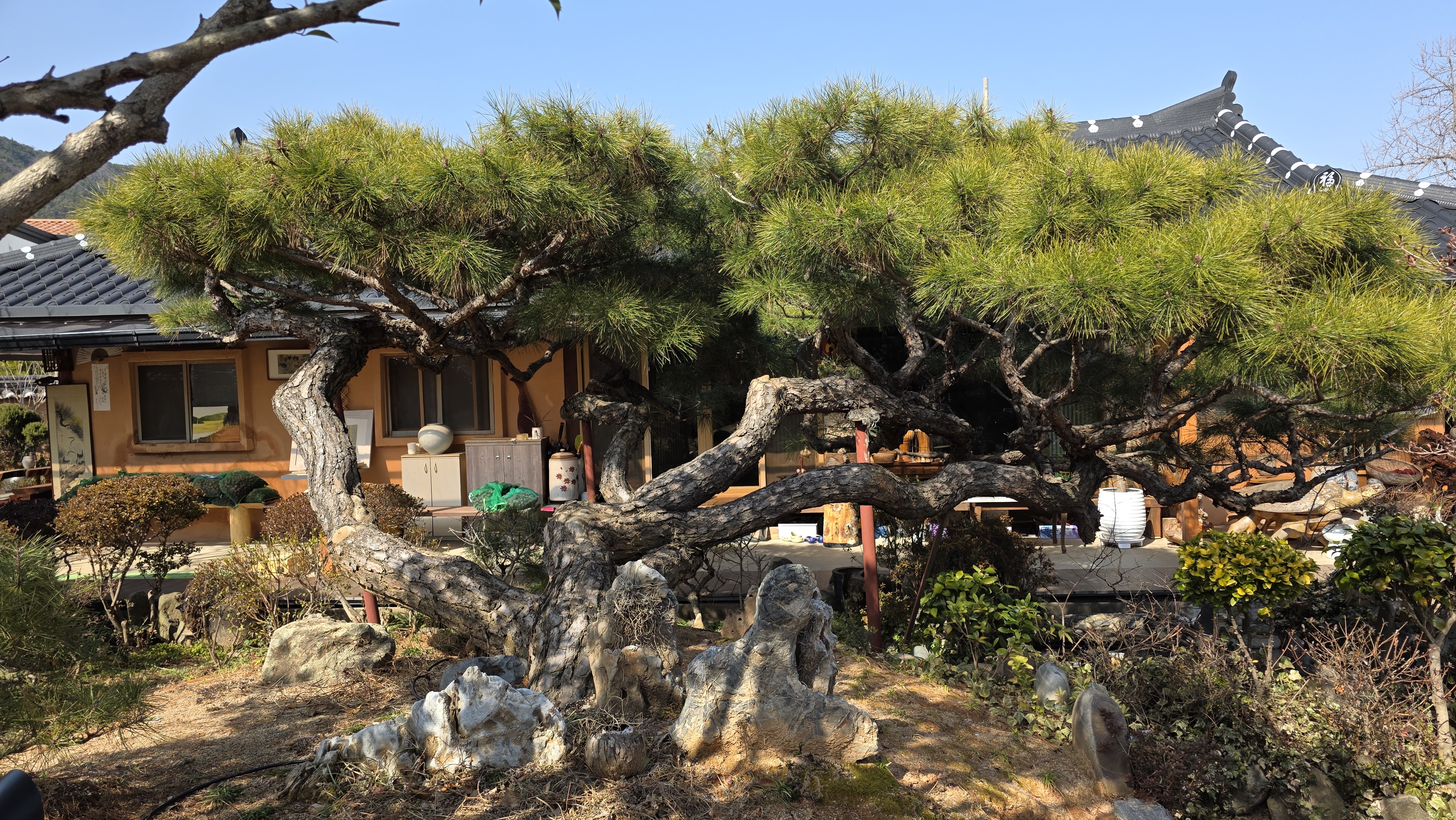 소나무카페 150년 소나무